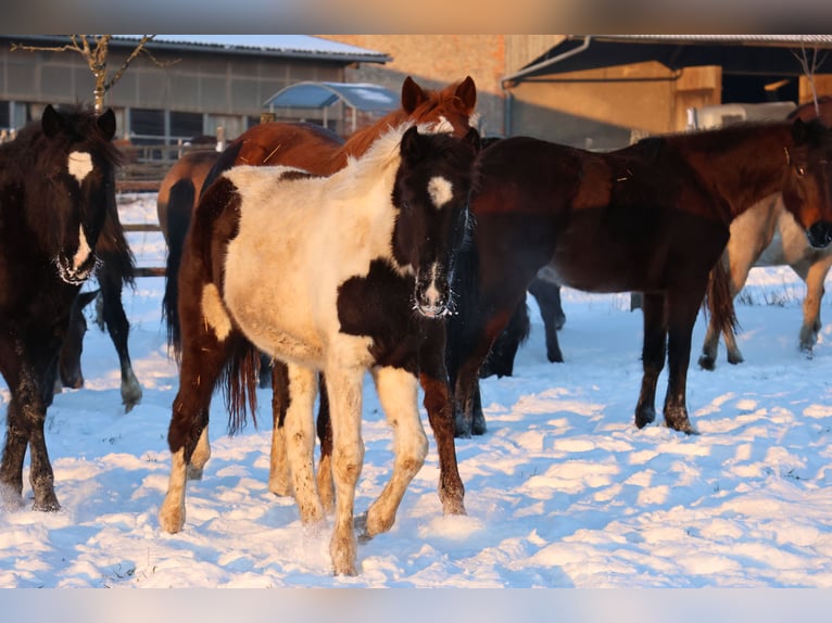 Pinto Horse Mix Giumenta 1 Anno 152 cm Pezzato in Buchen (Odenwald)