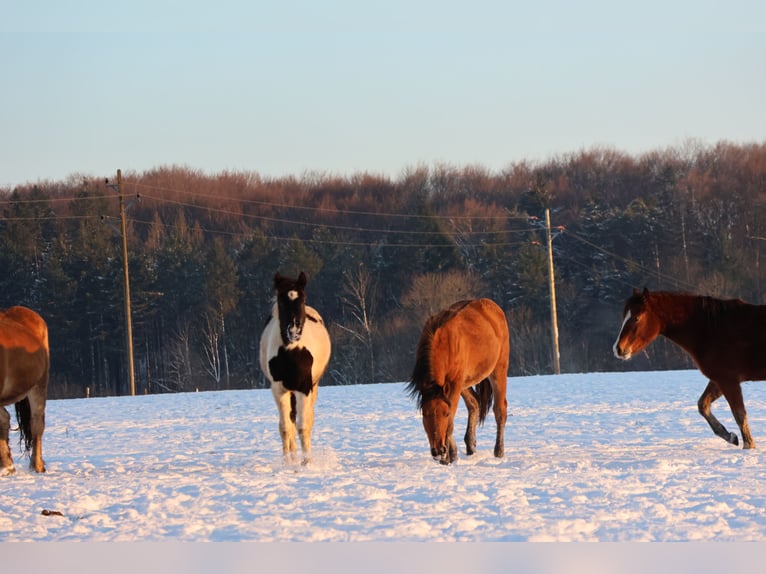 Pinto Horse Mix Giumenta 1 Anno 152 cm Pezzato in Buchen (Odenwald)