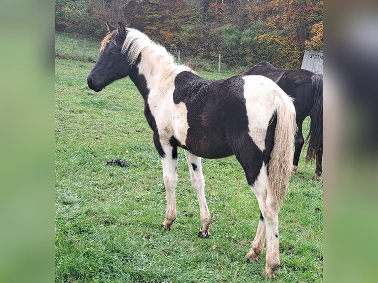 Pinto Horse Giumenta 1 Anno 152 cm Pezzato in Eichenzell