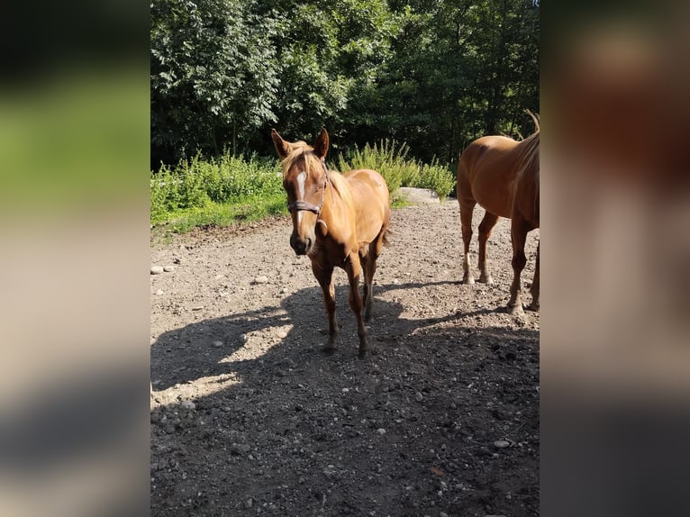 Pinto Horse Mix Giumenta 1 Anno 152 cm Sauro in Kohlgrube Pinto Horse Mix Giumenta 1 Anno 152 cm Sauro in Kohlgrube