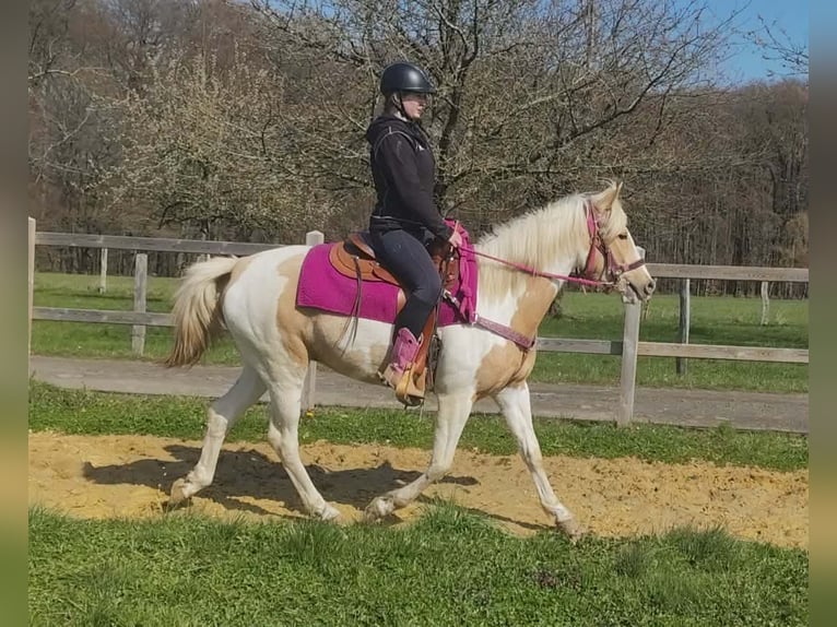 Pinto Horse Giumenta 1 Anno 155 cm Pezzato in Linkenbach