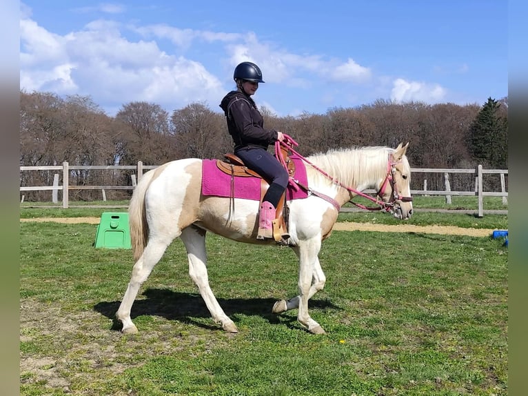 Pinto Horse Giumenta 1 Anno 155 cm Pezzato in Linkenbach