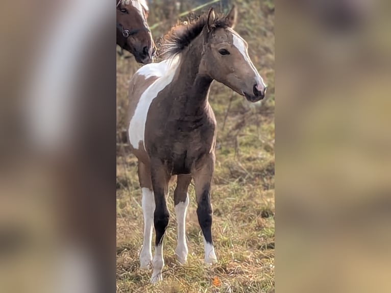 Pinto Horse Giumenta 1 Anno 155 cm Tobiano-tutti i colori in Bernbeuren