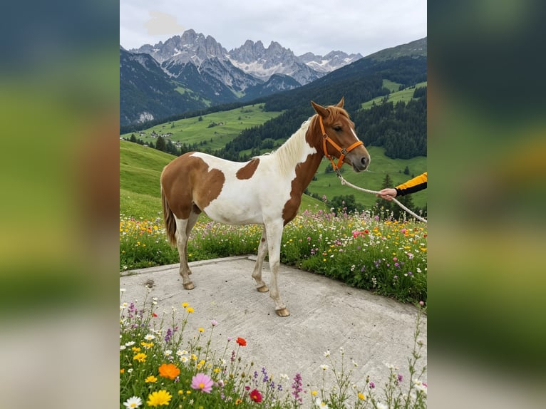 Pinto Horse Giumenta 1 Anno 160 cm Pezzato in Rußbach am Paß Gschütt