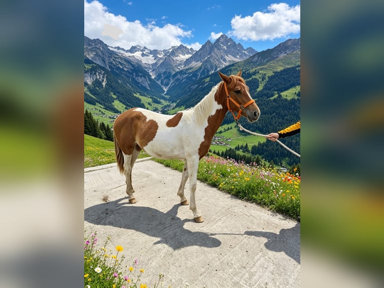 Pinto Horse Giumenta 1 Anno 160 cm Pezzato in Rußbach am Paß Gschütt