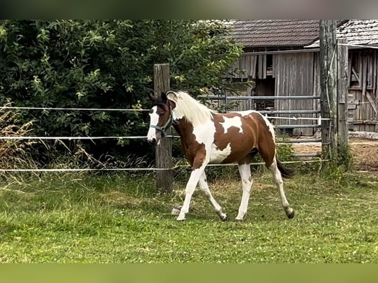 Pinto Horse Mix Giumenta 1 Anno 160 cm Pezzato in Geretsberg