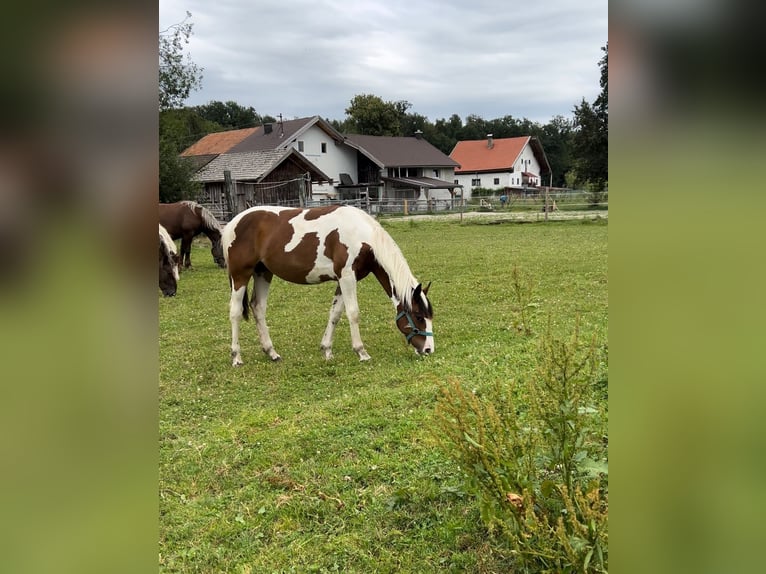 Pinto Horse Mix Giumenta 1 Anno 160 cm Pezzato in Geretsberg