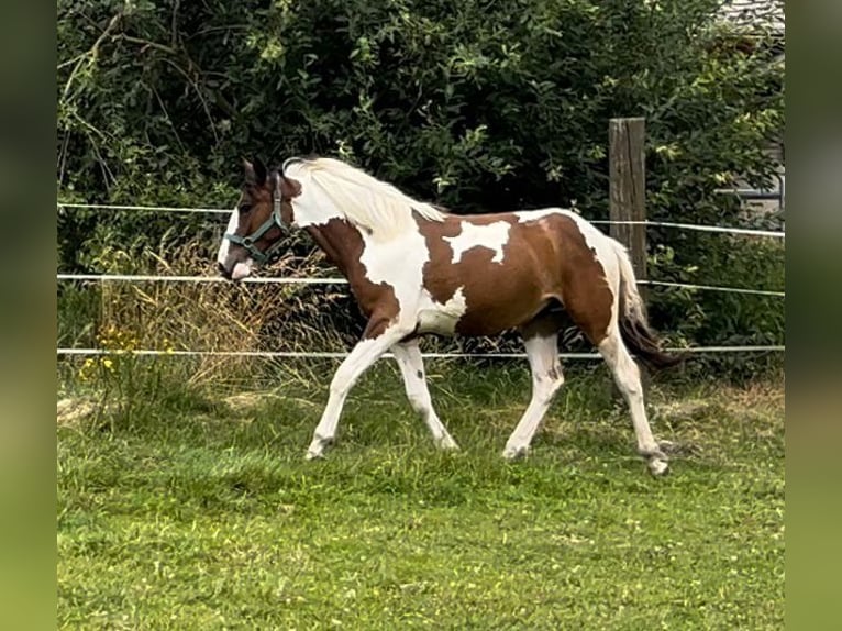 Pinto Horse Mix Giumenta 1 Anno 160 cm Pezzato in Geretsberg