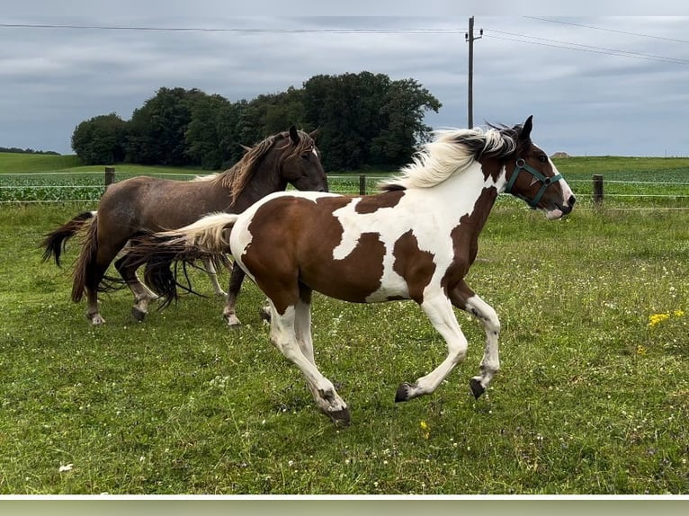 Pinto Horse Mix Giumenta 1 Anno 160 cm Pezzato in Geretsberg