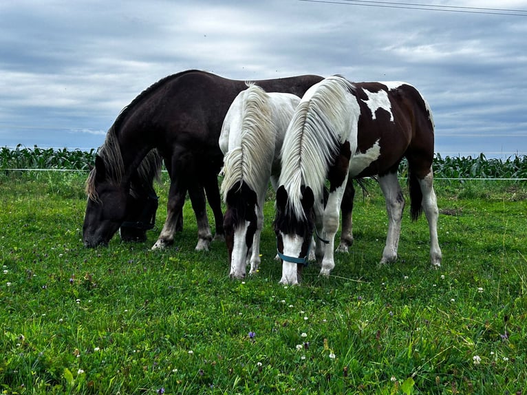 Pinto Horse Mix Giumenta 1 Anno 160 cm Pezzato in Geretsberg