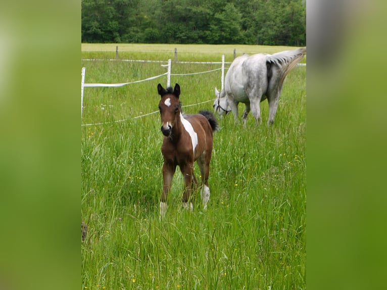 Pinto Horse Giumenta 1 Anno 165 cm Tobiano-tutti i colori in Paternion