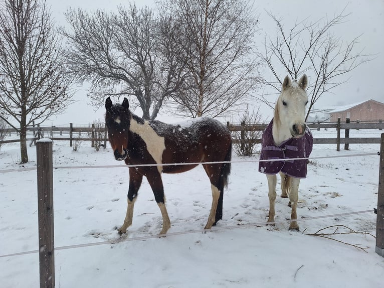Pinto Horse Giumenta 1 Anno 165 cm Tobiano-tutti i colori in Paternion