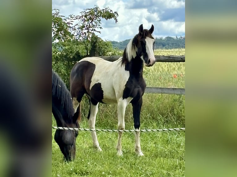 Pinto Horse Giumenta 1 Anno 167 cm Pezzato in Horn