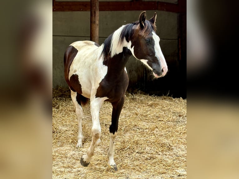 Pinto Horse Giumenta 1 Anno 167 cm Pezzato in Horn