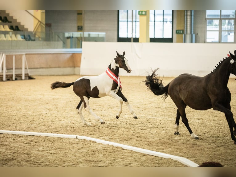 Pinto Horse Giumenta 1 Anno 167 cm Pezzato in Horn