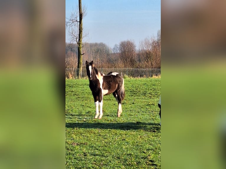 Pinto Horse Giumenta 1 Anno Tobiano-tutti i colori in Gavere