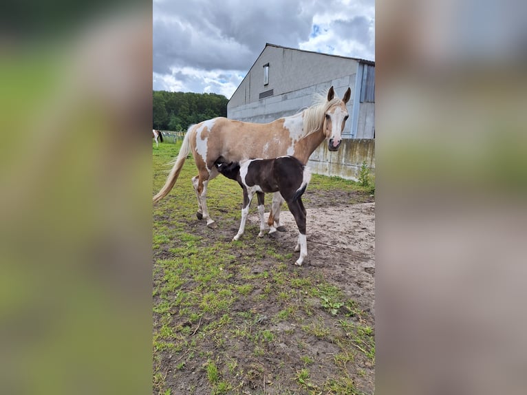 Pinto Horse Giumenta 1 Anno Tobiano-tutti i colori in Gavere