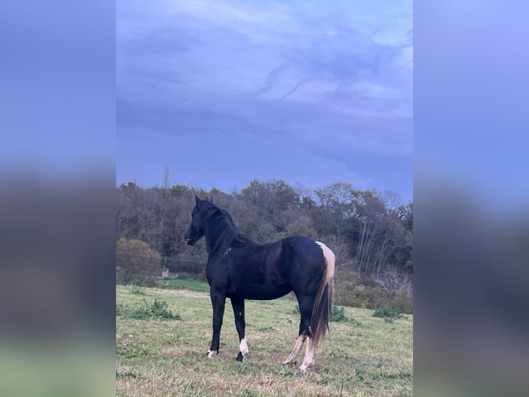 Pinto Horse Giumenta 1 Anno in La Fuliola