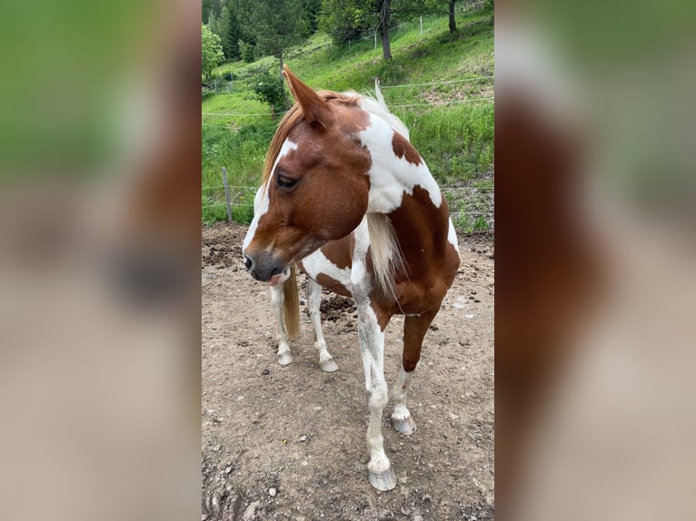 Pinto Horse Mix Giumenta 21 Anni 150 cm Pezzato in Glödnitz