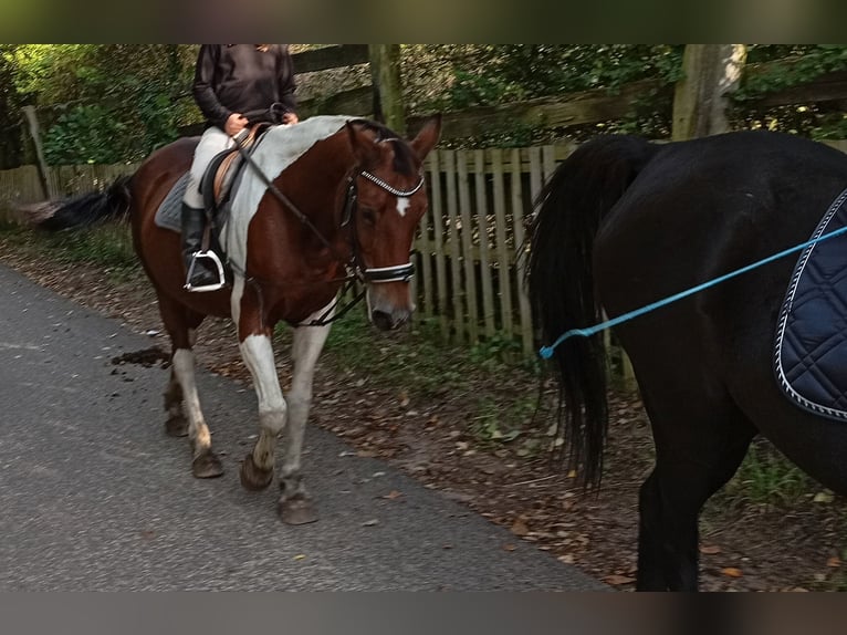 Pinto Horse Giumenta 23 Anni 160 cm Pezzato in Saarbrücken