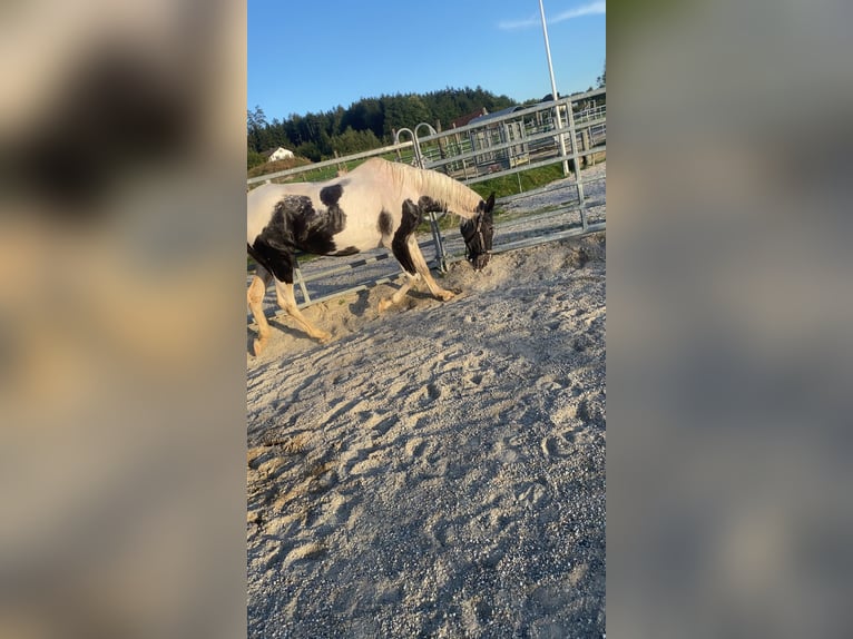 Pinto Horse Giumenta 25 Anni 155 cm Pezzato in Braunau
