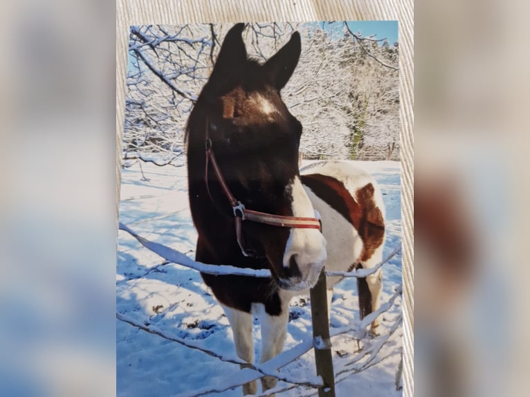 Pinto Horse Giumenta 26 Anni 160 cm Pezzato in Wolfegg