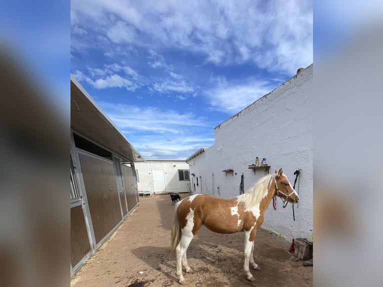 Pinto Horse Mix Giumenta 2 Anni 140 cm Tobiano-tutti i colori in Brindisi