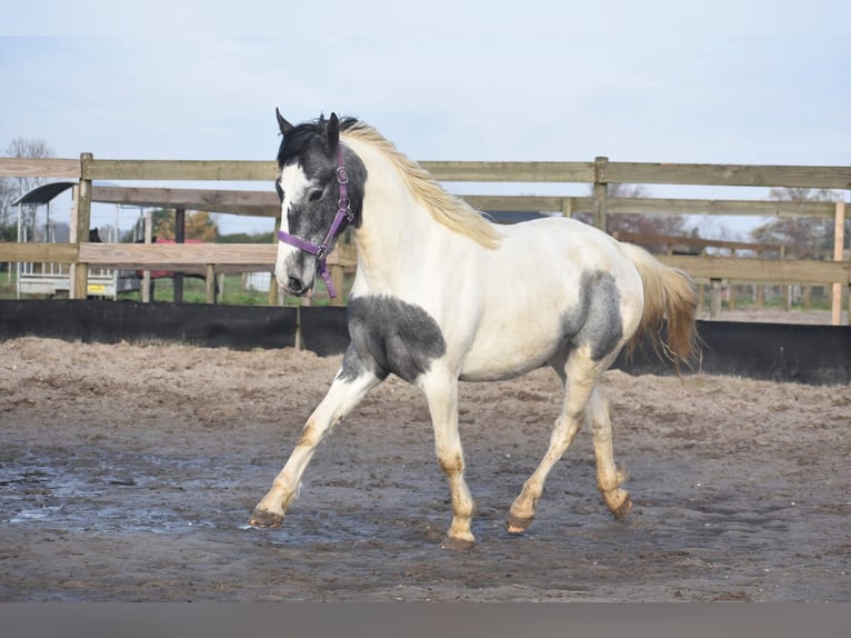 Pinto Horse Giumenta 2 Anni 143 cm Tobiano-tutti i colori in Achtmaal