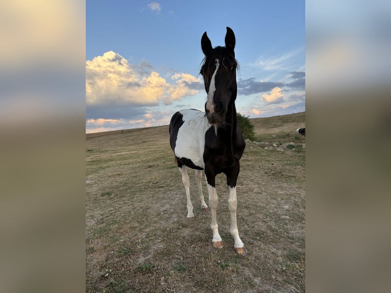Pinto Horse Giumenta 2 Anni 145 cm Tobiano-tutti i colori in Demmin