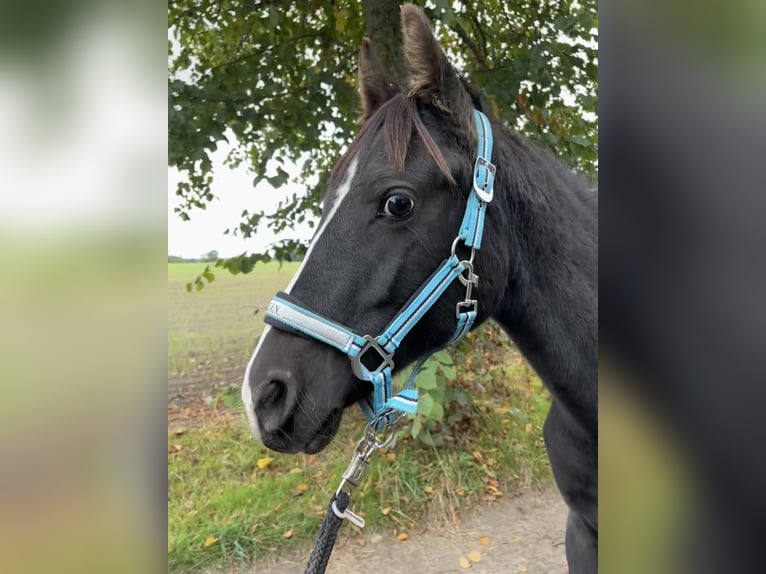 Pinto Horse Giumenta 2 Anni 145 cm Tobiano-tutti i colori in Demmin