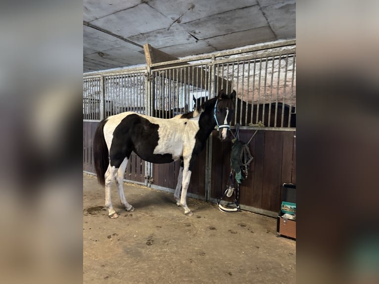 Pinto Horse Giumenta 2 Anni 145 cm Tobiano-tutti i colori in Demmin