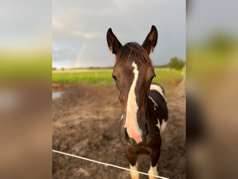 Pinto Horse Giumenta 2 Anni 145 cm Tobiano-tutti i colori in Demmin