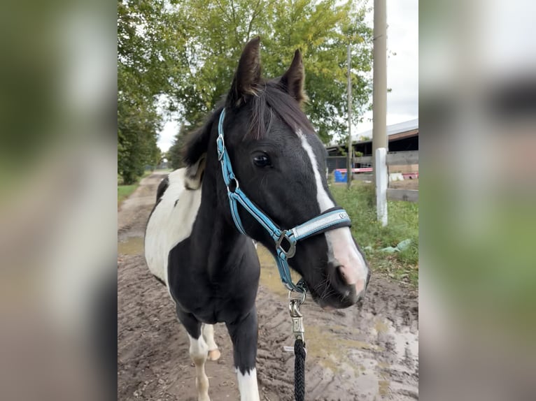 Pinto Horse Giumenta 2 Anni 145 cm Tobiano-tutti i colori in Demmin