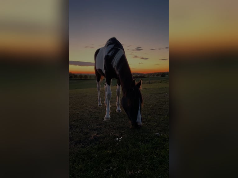 Pinto Horse Giumenta 2 Anni 145 cm Tobiano-tutti i colori in Demmin