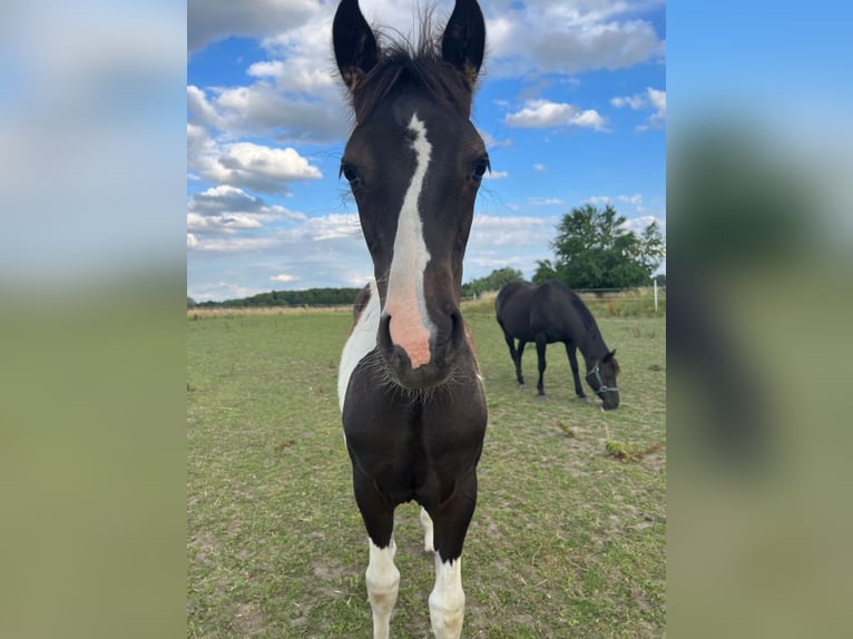Pinto Horse Giumenta 2 Anni 145 cm Tobiano-tutti i colori in Demmin