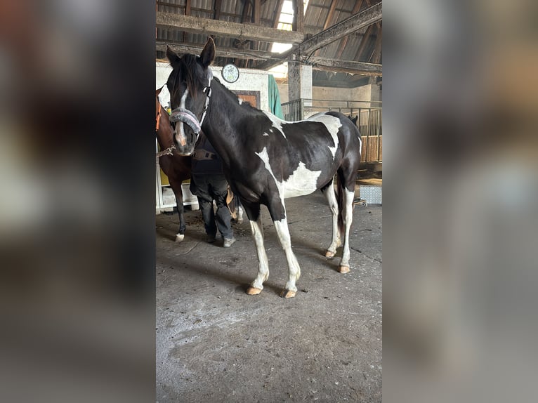 Pinto Horse Giumenta 2 Anni 145 cm Tobiano-tutti i colori in Demmin