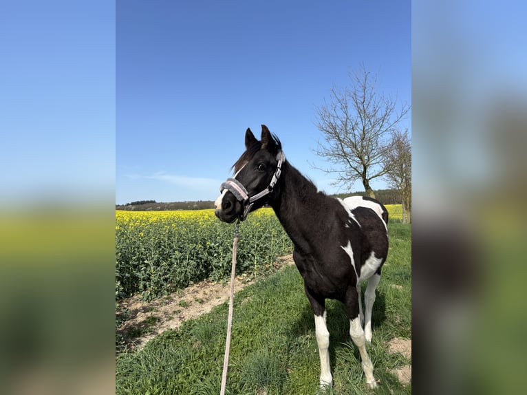 Pinto Horse Giumenta 2 Anni 145 cm Tobiano-tutti i colori in Demmin