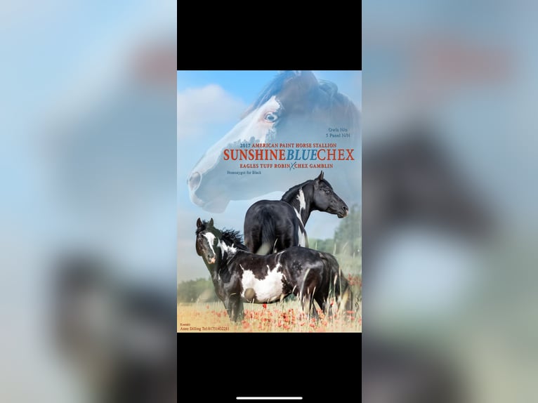 Pinto Horse Giumenta 2 Anni 145 cm Tobiano-tutti i colori in Demmin