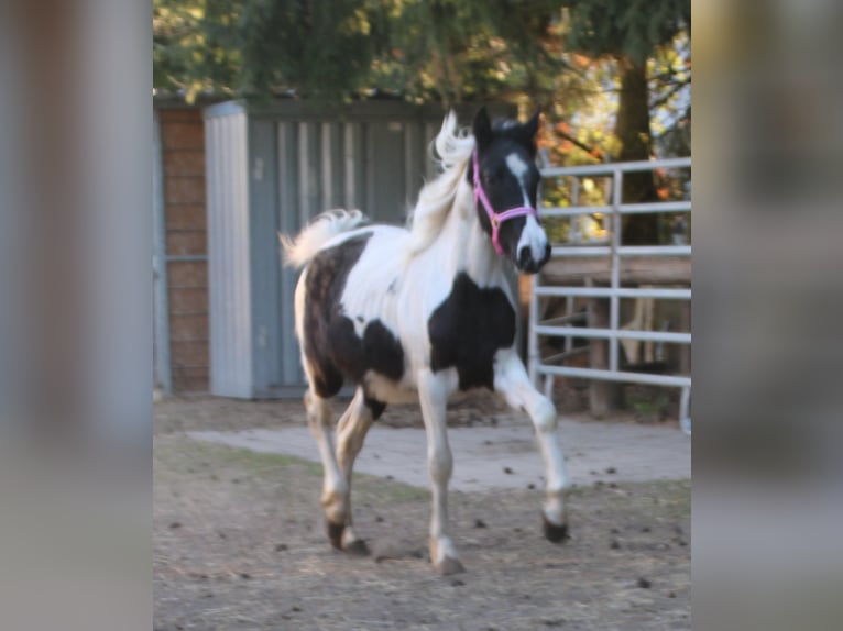 Pinto Horse Mix Giumenta 2 Anni 150 cm Pezzato in Gemmerich
