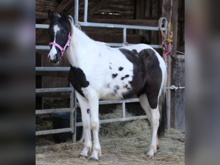 Pinto Horse Mix Giumenta 2 Anni 150 cm Pezzato in Gemmerich