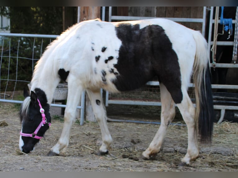 Pinto Horse Mix Giumenta 2 Anni 150 cm Pezzato in Gemmerich