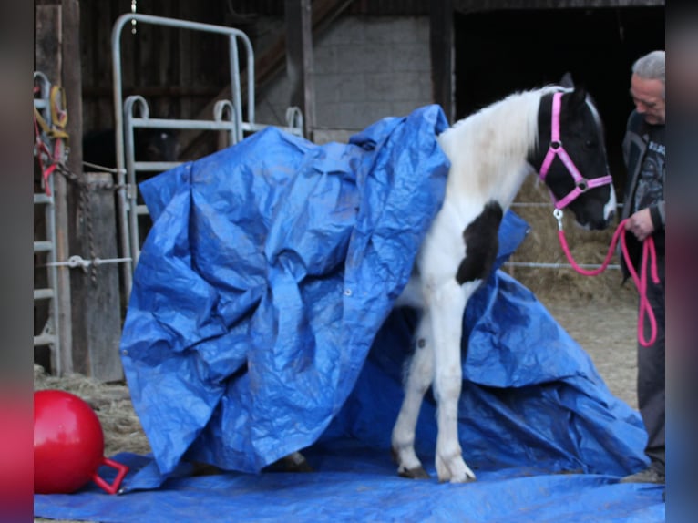Pinto Horse Mix Giumenta 2 Anni 150 cm Pezzato in Gemmerich
