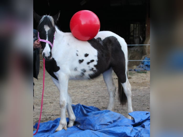 Pinto Horse Mix Giumenta 2 Anni 150 cm Pezzato in Gemmerich