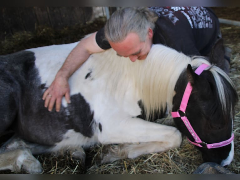 Pinto Horse Mix Giumenta 2 Anni 150 cm Pezzato in Gemmerich