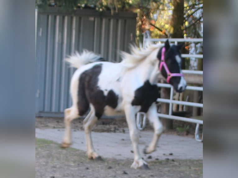 Pinto Horse Mix Giumenta 2 Anni 150 cm Pezzato in Gemmerich