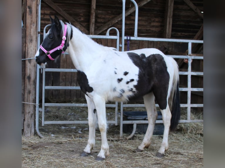 Pinto Horse Mix Giumenta 2 Anni 150 cm Pezzato in Gemmerich