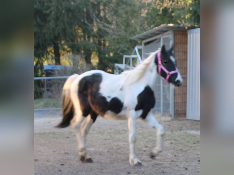 Pinto Horse Mix Giumenta 2 Anni 150 cm Pezzato in Gemmerich