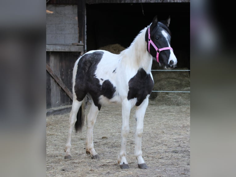 Pinto Horse Mix Giumenta 2 Anni 150 cm Pezzato in Gemmerich