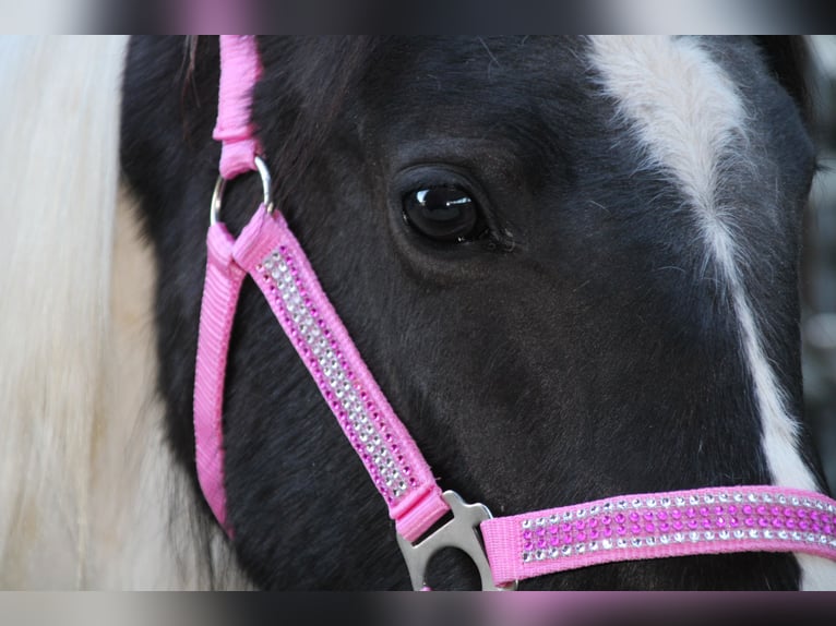 Pinto Horse Mix Giumenta 2 Anni 150 cm Pezzato in Gemmerich