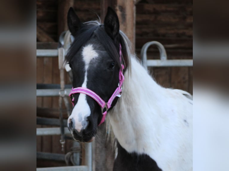 Pinto Horse Mix Giumenta 2 Anni 150 cm Pezzato in Gemmerich